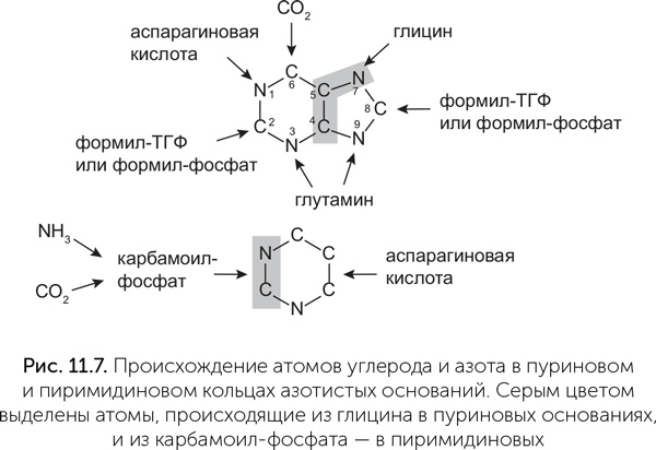 Происхождение жизни. От туманности до клетки