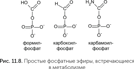 Происхождение жизни. От туманности до клетки