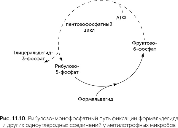 Происхождение жизни. От туманности до клетки