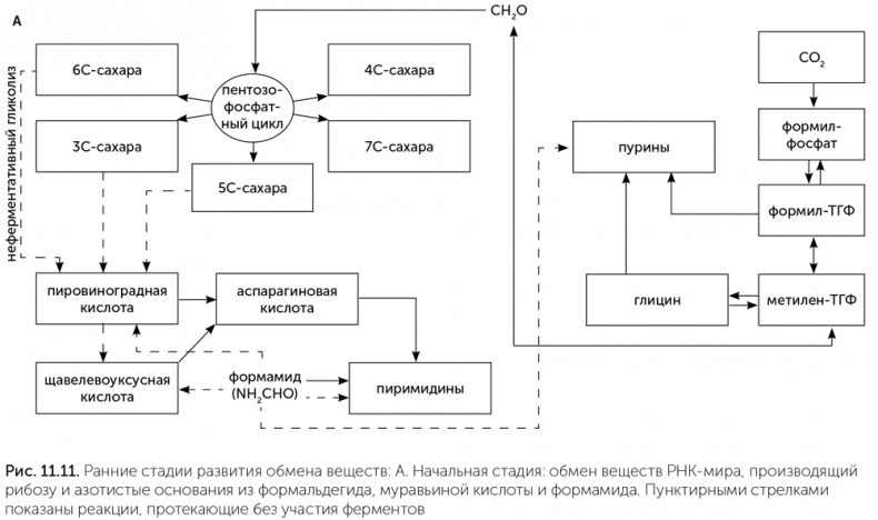 Происхождение жизни. От туманности до клетки