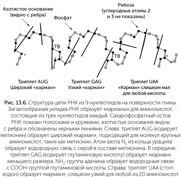 Происхождение жизни. От туманности до клетки