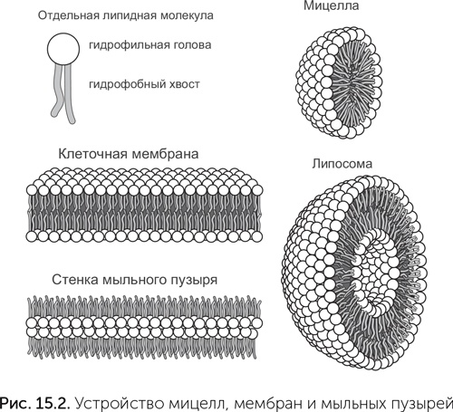 Происхождение жизни. От туманности до клетки