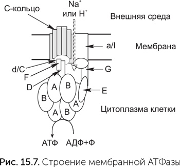 Происхождение жизни. От туманности до клетки