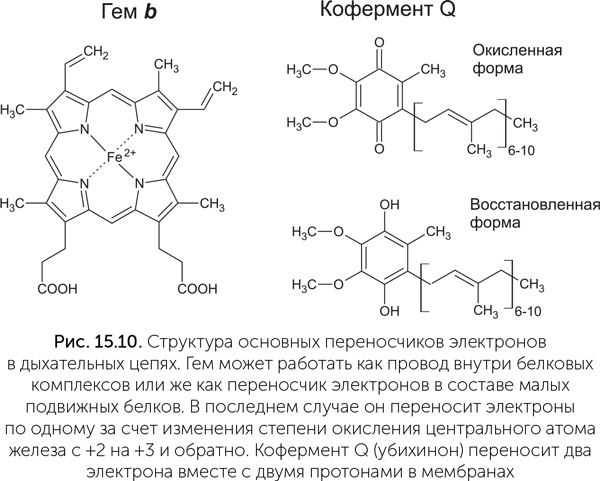 Происхождение жизни. От туманности до клетки