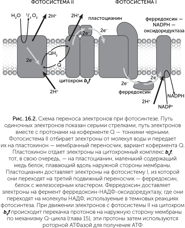 Происхождение жизни. От туманности до клетки