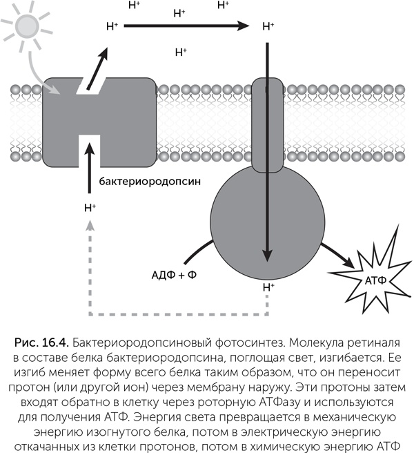 Происхождение жизни. От туманности до клетки