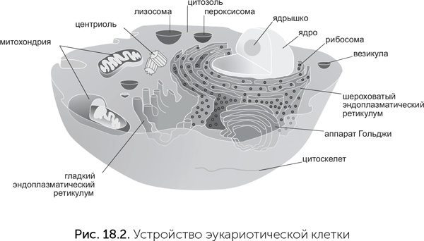 Происхождение жизни. От туманности до клетки