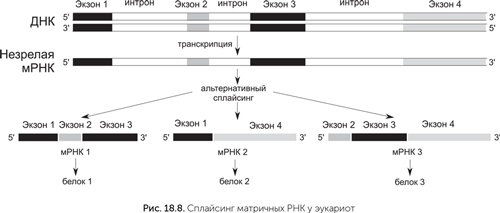 Происхождение жизни. От туманности до клетки