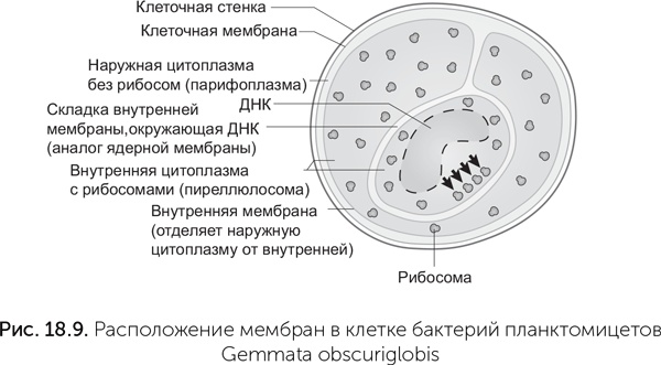 Происхождение жизни. От туманности до клетки