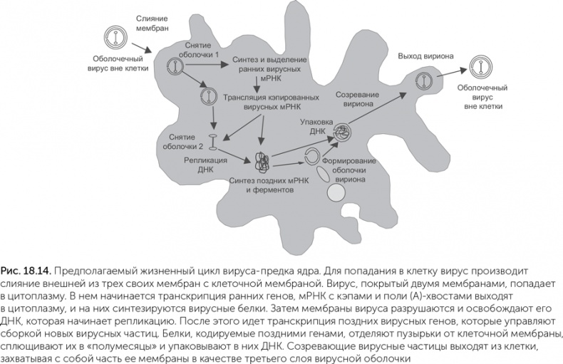 Происхождение жизни. От туманности до клетки