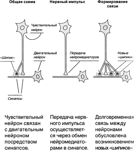 Красная таблетка. Посмотри правде в глаза!