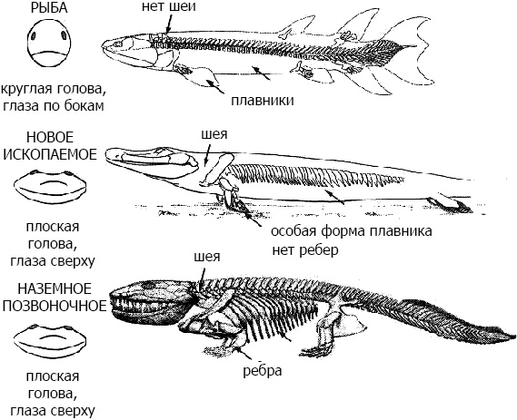 Внутренняя рыба. История человеческого тела с древнейших времен до наших дней