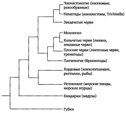 Паразит - царь природы. Тайный мир самых опасных существ на Земле