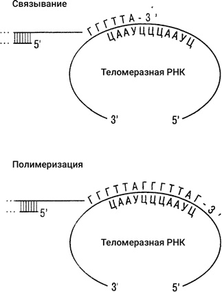 Самая главная молекула. От структуры ДНК к биомедицине XXI века