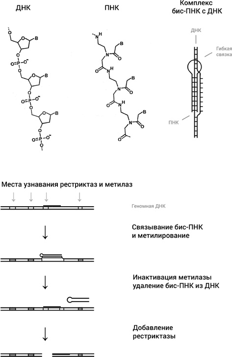 Самая главная молекула. От структуры ДНК к биомедицине XXI века