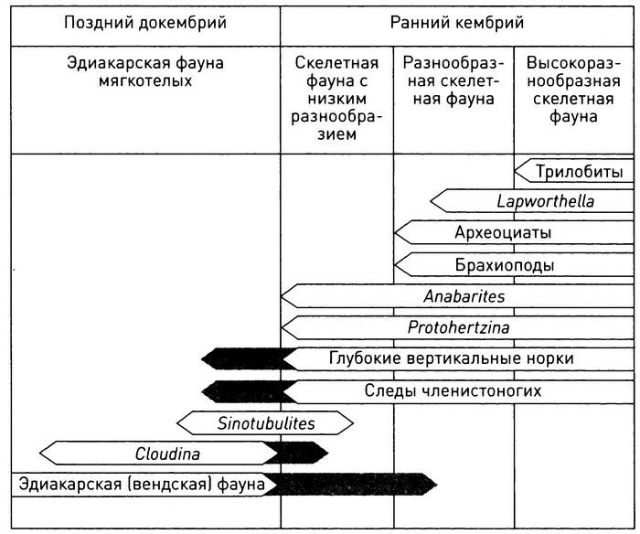 Трилобиты. Свидетели эволюции