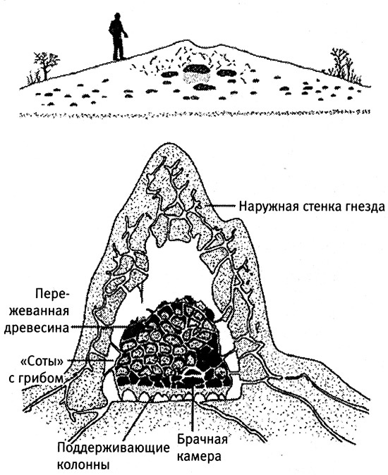 Хозяева Земли. Социальное завоевание планеты человечеством