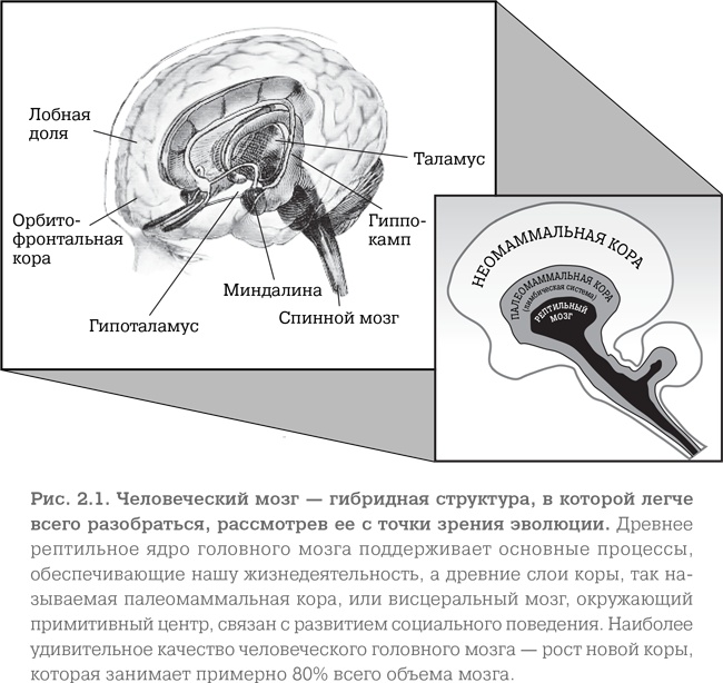 Мозг. Тонкая настройка. Наша жизнь с точки зрения нейронауки