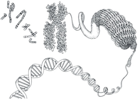 Геном человека: Энциклопедия, написанная четырьмя буквами