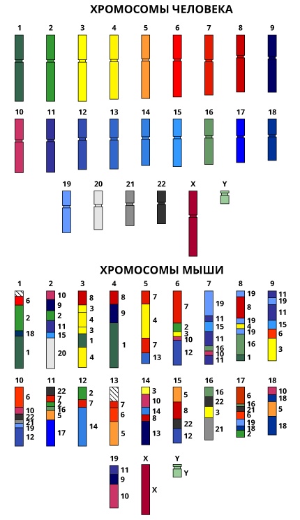 Геном человека: Энциклопедия, написанная четырьмя буквами