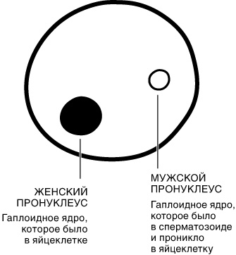 Эпигенетика. Как современная биология переписывает наши представления о генетике, заболеваниях и наследственности