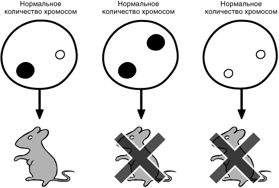 Эпигенетика. Как современная биология переписывает наши представления о генетике, заболеваниях и наследственности