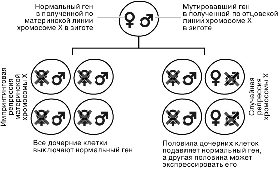 Эпигенетика. Как современная биология переписывает наши представления о генетике, заболеваниях и наследственности