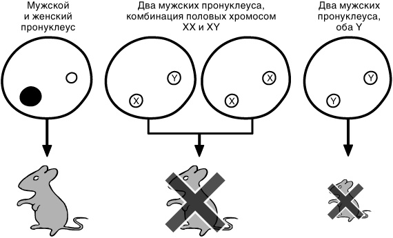 Эпигенетика. Как современная биология переписывает наши представления о генетике, заболеваниях и наследственности