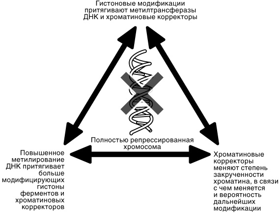 Эпигенетика. Как современная биология переписывает наши представления о генетике, заболеваниях и наследственности