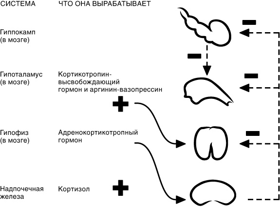 Эпигенетика. Как современная биология переписывает наши представления о генетике, заболеваниях и наследственности