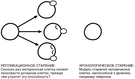 Эпигенетика. Как современная биология переписывает наши представления о генетике, заболеваниях и наследственности