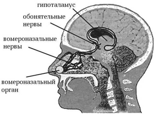 Антропология пола