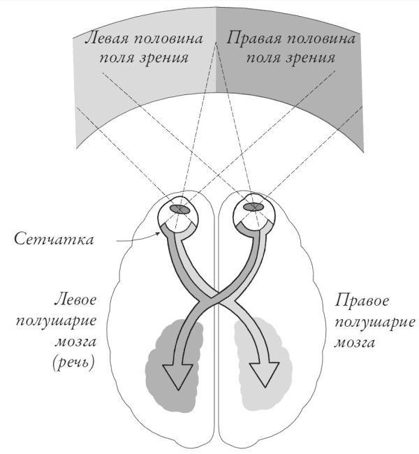 Сквозь зеркало языка