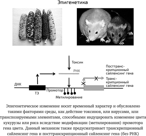 Вирусы. Скорее друзья, чем враги