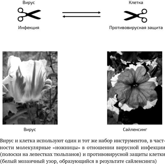 Вирусы. Скорее друзья, чем враги