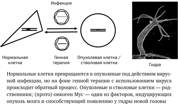 Вирусы. Скорее друзья, чем враги