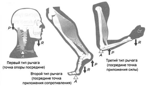 Архимед. Закон Архимеда