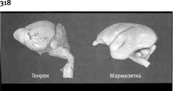 Бесконечное число самых прекрасных форм