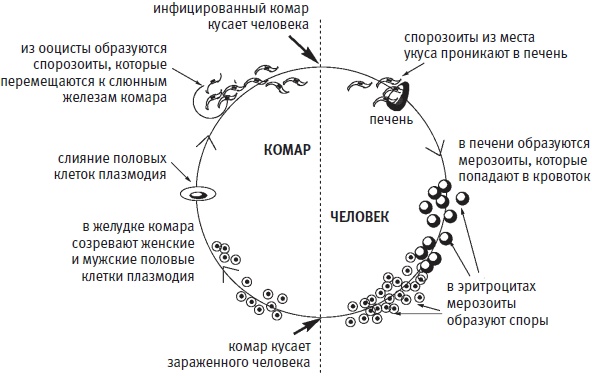 Пуговицы Наполеона. Семнадцать молекул, которые изменили мир