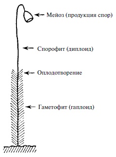 Что такое жизнь?