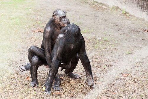 Секс девушки с обезьян. Смотреть секс девушки с обезьян онлайн