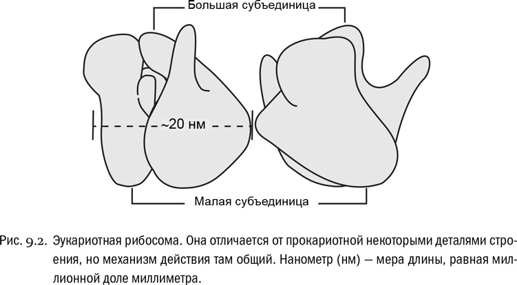 От атомов к древу. Введение в современную науку о жизни