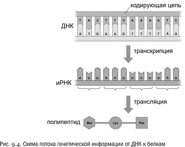 От атомов к древу. Введение в современную науку о жизни