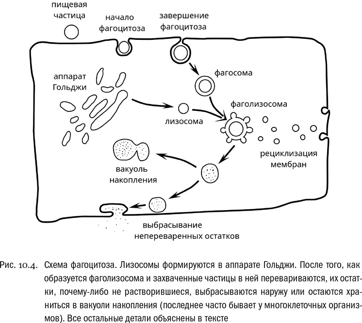 От атомов к древу. Введение в современную науку о жизни