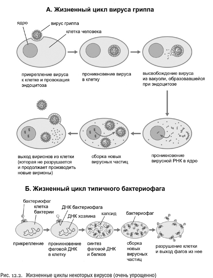 От атомов к древу. Введение в современную науку о жизни