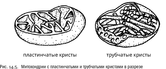 От атомов к древу. Введение в современную науку о жизни