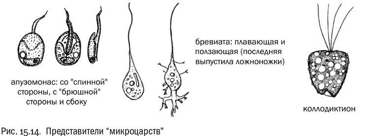 От атомов к древу. Введение в современную науку о жизни