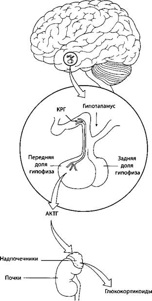 Психология стресса