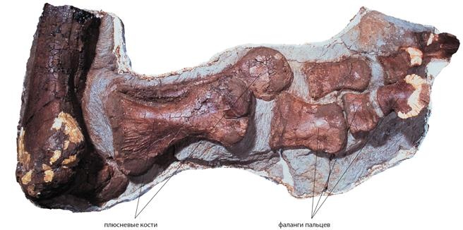 Динозавры. 150 000 000 лет господства на Земле