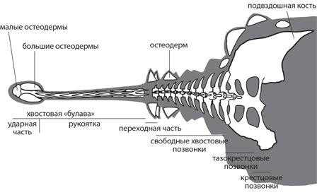 Динозавры. 150 000 000 лет господства на Земле